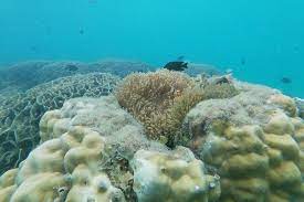 Hanya kurang dari 10 persen wilayah laut yang sudah terjamah oleh laut adalah penyedia sumber protein tersebar di dunia. Menjelajahi Indahnya Kehidupan Bawah Laut Di Pulau Bintan Pesonaindonesia Kompas Com