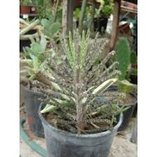 Image result for Kalanchoe lateritia