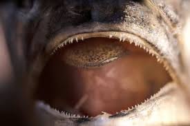 One species of bony fish is 'glossandodan', which literally means 'tongue teeth'. Do Fish Have Teeth Lovetoknow