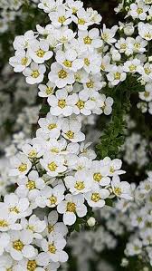 Plant white bushes in combination with blue or red flowering shrubs, your garden will just light up! Spiraea Nipponica Snowmound Nippon Snowmound For Sale Online