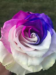 What do these two people have in common? Beautiful Roses From Giant Eagle Beautiful Roses Beautiful Rose Flowers Unusual Flowers