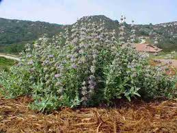 Image result for Salvia stenophylla