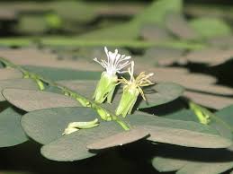 Image result for Dicranolepis