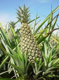 Caribfruits Ananas Fruits Tropicaux Fruits Tropicaux Ananas Arbre Fruitier