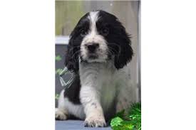 State of ohio, and the county seat of mahoning county. English Springer Spaniel Puppies For Sale From Youngstown Ohio Breeders