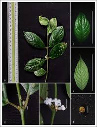 Image result for Lasianthus