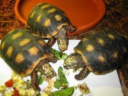 The Redfoot Tortoise Diet An Overview For The New Owner