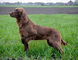 The combination of smooth, feathery spaniel hair and fine, curly poodle hair will require multiple. Life Span Of German Longhaired Pointer
