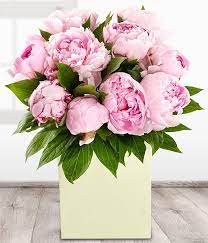 Perfect Peonies Pink Peony Aquapack Gift Bag Flower Bouquet Flower Delivery Cheap Flower Delivery Fresh Flower Delivery