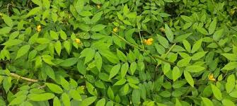 Image result for Senna occidentalis