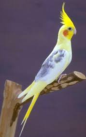 Pin On Animais Espetaculares