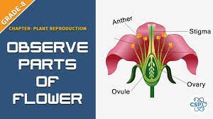 To Observe Parts Of Flowering Plants And Seeds Ble Class 8 Planting Flowers Plants Class 8