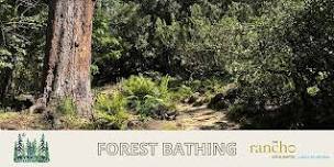 June Forest Bathing