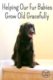 Helping Our Fur Babies Grow Old Gracefully Fur Babies Growing Old Baby Grows