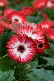 How To Grow Beautiful Gerbera Daisies Indoors And Out Gerbera Daisy Gerbera Gerbera Jamesonii