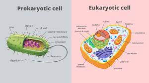 Examples of prokaryotes are bacteria and archaea. Prokaryotic Cell And Eukaryotic Cell