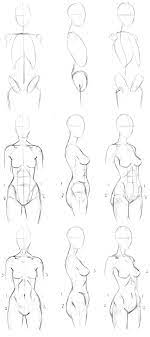 Collection by character design references. Basic Female Torso Tutorial By Timflanagan On Deviantart