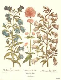 Image result for Valeriana rubra