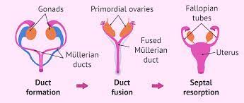 Müllerian mimicry is a form of mimicry where two unrelated dangerous animals develop similar appearances as a shared protective device. Development Of The Female Reproductive System