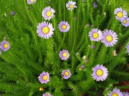 Image result for Felicia grantii