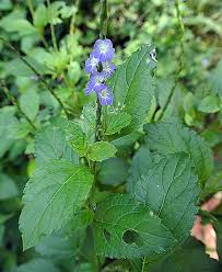 Image result for Stachytarpheta urticifolia