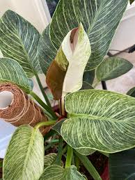 In need of help! I don't know what this little guy is, I repotted but is  not doing well..I don't know how to make him happy again!