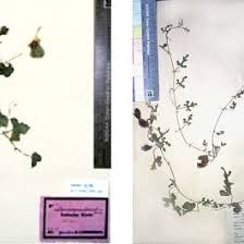 Image result for Corallocarpus schimperi