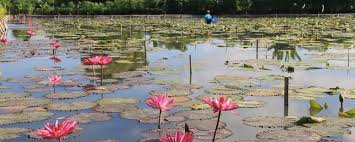 Lihat ide lainnya tentang bunga teratai, bunga, teratai. Menikmati Keindahan Kolam Bunga Teratai Di Bali Ini Destinasi Yang Bisa Anda Tuju Info Wisata Kintamani Bali
