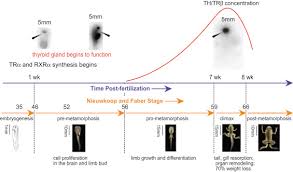 Metamorphosis An Overview Sciencedirect Topics