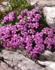 Image result for Silene kiwuensis