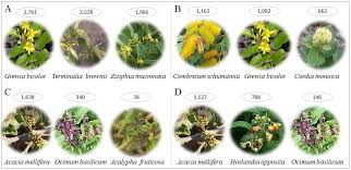 Image result for Justicia matammensis