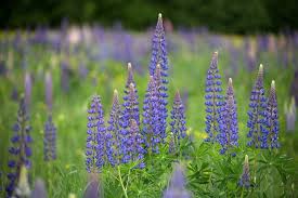 May 17, 2021 · this one has—obviously—blue flowers, though they tend more toward the light purple range. 28 Common Flowers That Attract Hummingbirds Native Easy To Grow Bird Watching Hq