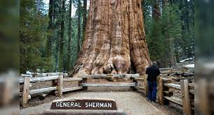 It is by far the largest species of spruce; The Largest Living Tree On The Earth Is 2000 Year Old And Is Fascinating Beyond Words United States Times Of India Travel