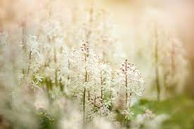 Best Plants To Grow In Shady Areas With Dry Soil Dry Shade Plants Plants Cool Plants