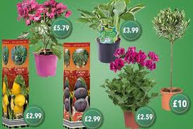 Maybe you would like to learn more about one of these? Lidl Launches New Plant Range Including An Olive Citrus Or Fig Tree For 10