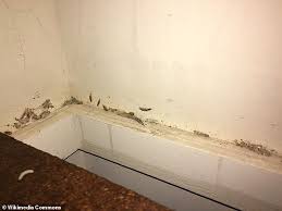 moth invasion: why australian homes are
