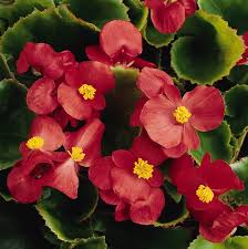 Image result for begonia semperflorens