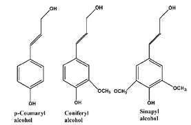 Los monómeros son moléculas que disponen de una masa molecular reducida. Monomeros De La Lignina De Izquierda A La Derecha Se Observa El Download Scientific Diagram