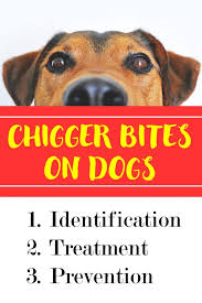 Check spelling or type a new query. Chigger Bites On Dogs Identify Treatment Prevention Outmore