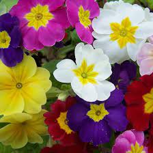 Primula X Elatior Pacific Hybrids English Primrose Winter Flowers Flowers Primula