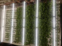 Read real reviews and see ratings for saint louis landscape lighting companies for free! Our Lights Slip St Louis Indoor Produce