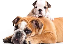 Get detailed olde english bulldogge facts, health, history, appearance, temperament, and maintenance information on wag! English Bulldog Growth Chart Bulldog Puppy Weight Chart