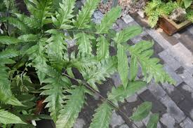 Image result for Tectaria