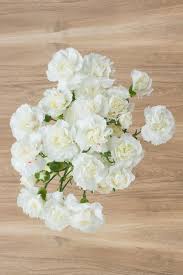 We did not find results for: White Mini Carnations Mini Carnations Carnation Wedding Flowers Carnations