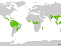 Tropical rainforests are located between 10°n and 10°s of the equator where temperatures stay near 28°c throughout the year. Tropical Rainforest Regions