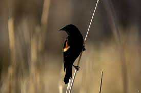 Black Bird With Red Stripe On Wing Red Winged Blackbird Red Wing Blackbird Black Bird Wings