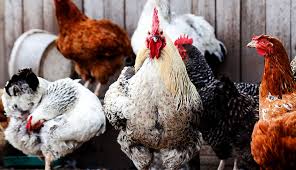 Hide the treats while making the bridge noise after a few days of training and watch the reactions of your chickens after you bridge. How To Train Your Chickens Hobby Farms