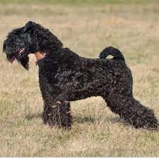 Advice from breed experts to make a safe choice. Kerry Blue Terrier Puppies For Sale Adoptapet Com