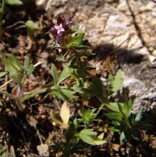 Image result for Triainolepis sancta