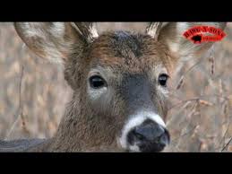Closest Whitetail Deer Headshots Bowhunting Ever Late Rut Buck Feeding Youtube .50 bmg headshot on deer! closest whitetail deer headshots bowhunting ever late rut buck feeding